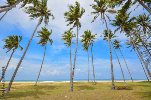 Beautiful tropical beach scenery with palm trees and blue sky background.