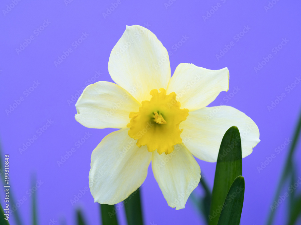 Naklejka premium スイセンの花