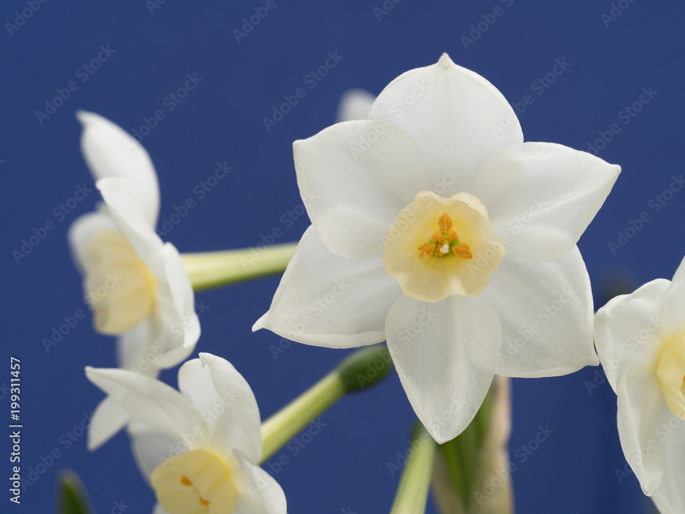 Fototapeta premium スイセンの花