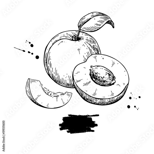 Apricot vector drawing. Hand drawn fruit and sliced pieces.  Sum