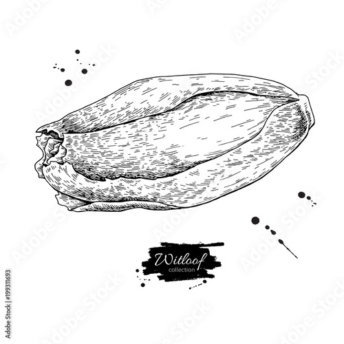 Witloof vector drawing set. Isolated hand drawn  belgian endive.