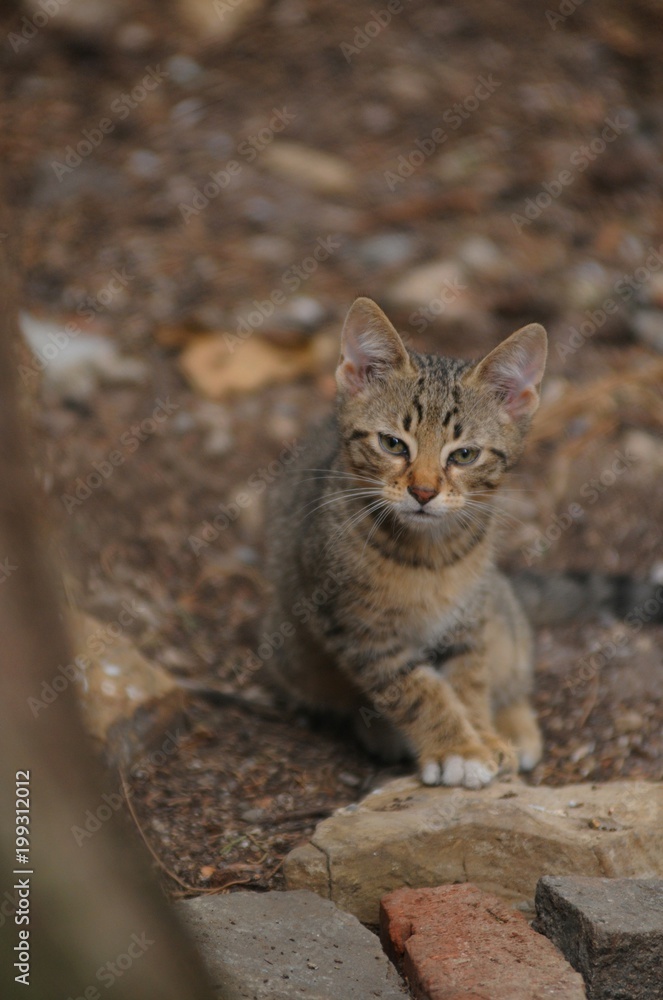 イタリアの猫 イタリアの猫