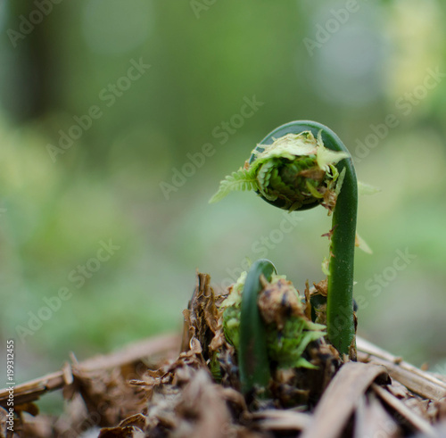 Young fern sprouts, spring