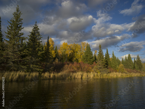 Fototapeta Naklejka Na Ścianę i Meble -  Trees at the lakeside, Kenora, Lake of the Woods, Ontario, Canada