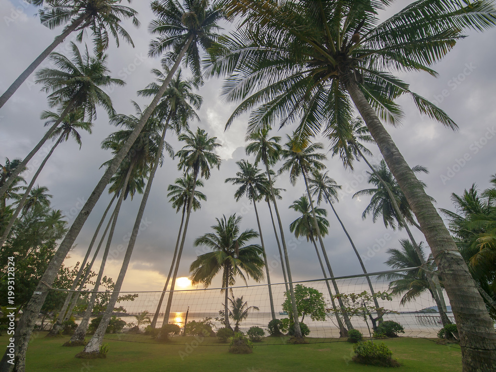 Palm trees near the beach on the tropical island of Ko Kut, east Thailand Palm trees near the beach on the tropical island of Ko Kut, east Thailand