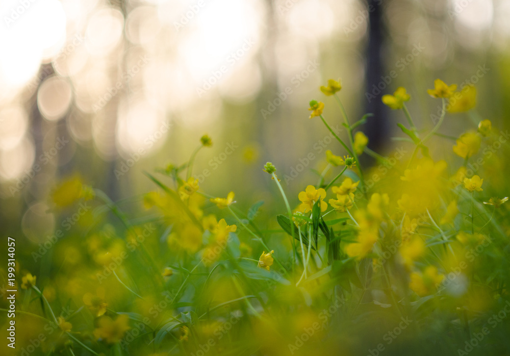 Spring yellow flowers in the forest beautiful blurred background