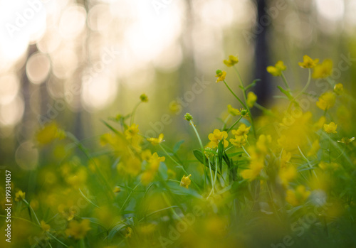 Spring yellow flowers in the forest beautiful blurred background