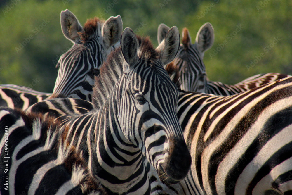 Fototapeta premium Zebra