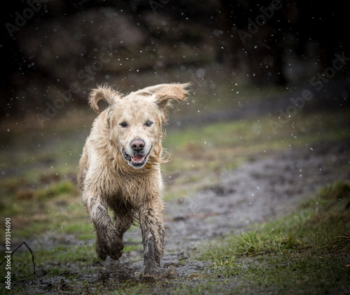 Muddy Retriever