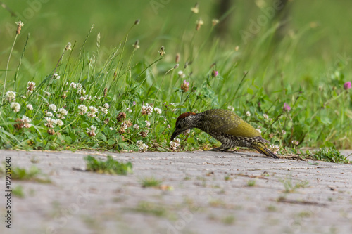 młody jasno zielony ptak dzięcioł stoi na chodniku, wiosna