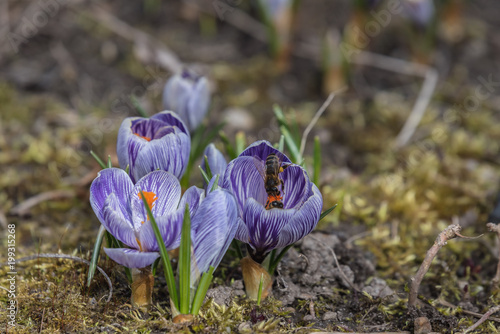 kępka drobnych kwiatów, krokusy, wiosna, przedwiośnie photo