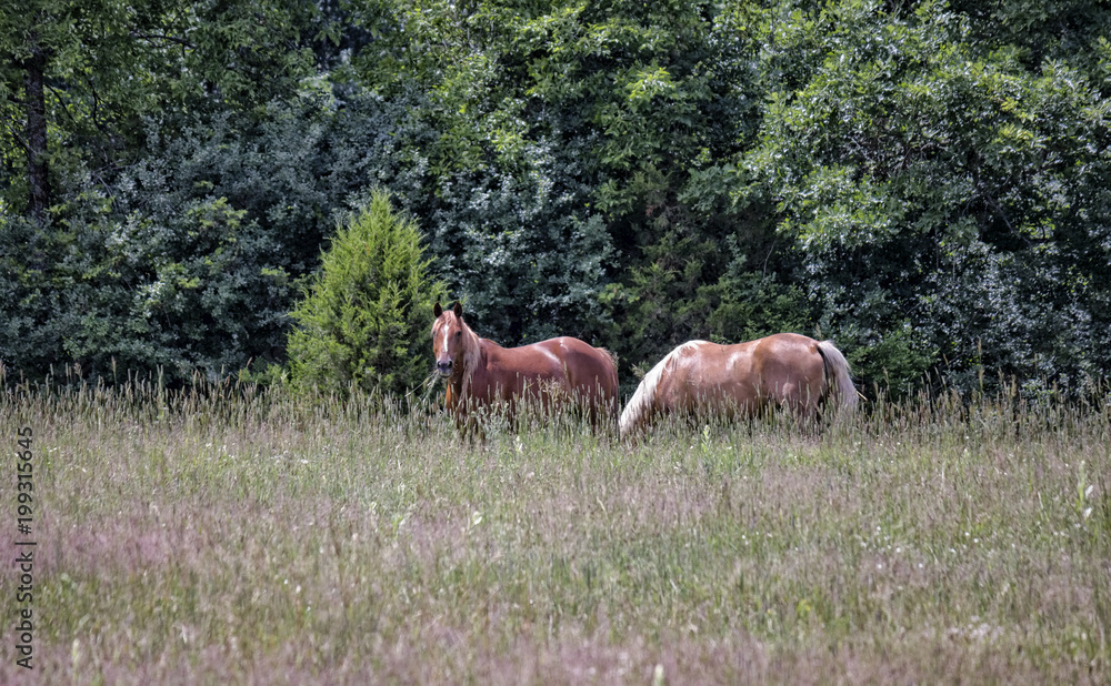 Horses in a Meadow