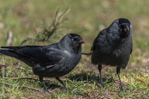 portret czarne ptaki miejskie, kawka, zielone rozmyte tło