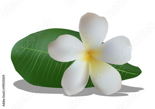 isolated realistic frangipani flower with leaf on white background, vector illustration
