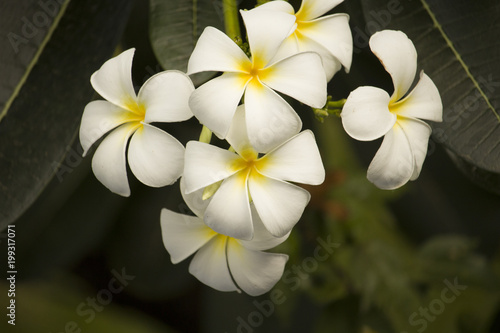 Beautiful white flowers in the garden with nature.