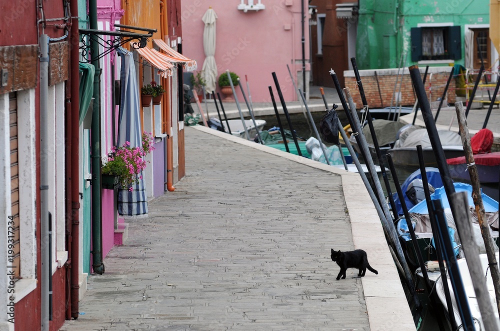 Obraz premium イタリアの猫