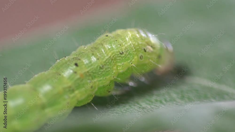 Small green caterpillar, Chrysodeixis includens, soybean looper. Noctuidae macro Small green caterpillar, Chrysodeixis includens, soybean looper. Noctuidae macro