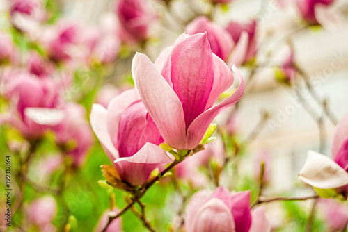 white, pink and purple chinese magnolia flowers on a tree on a blue sky and green trees background