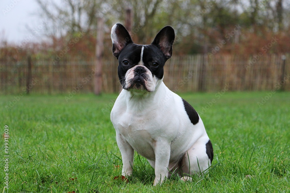 french bulldog is sitting in the garden french bulldog is sitting in the garden