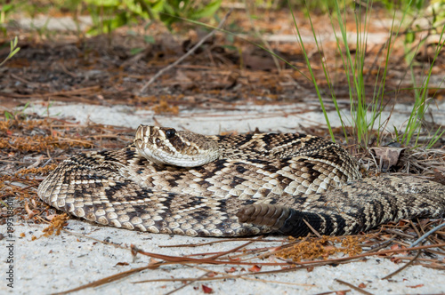 Eastern Diamondback Rattlesnake (Crotalus adamanteus)