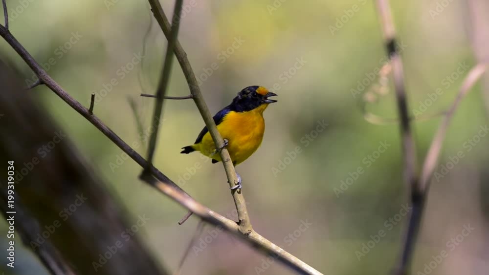 Violaceous Euphonia (Euphonia violacea) perched on a branch. Move sideways. Sing and goes to another branch. Violaceous Euphonia (Euphonia violacea) perched on a branch. Move sideways. Sing and goes to another branch.