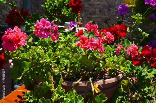 Colorful blooming geranium plants in a flowerpot in the garden on sunny day. Pelargonium flowers.Selective focus.