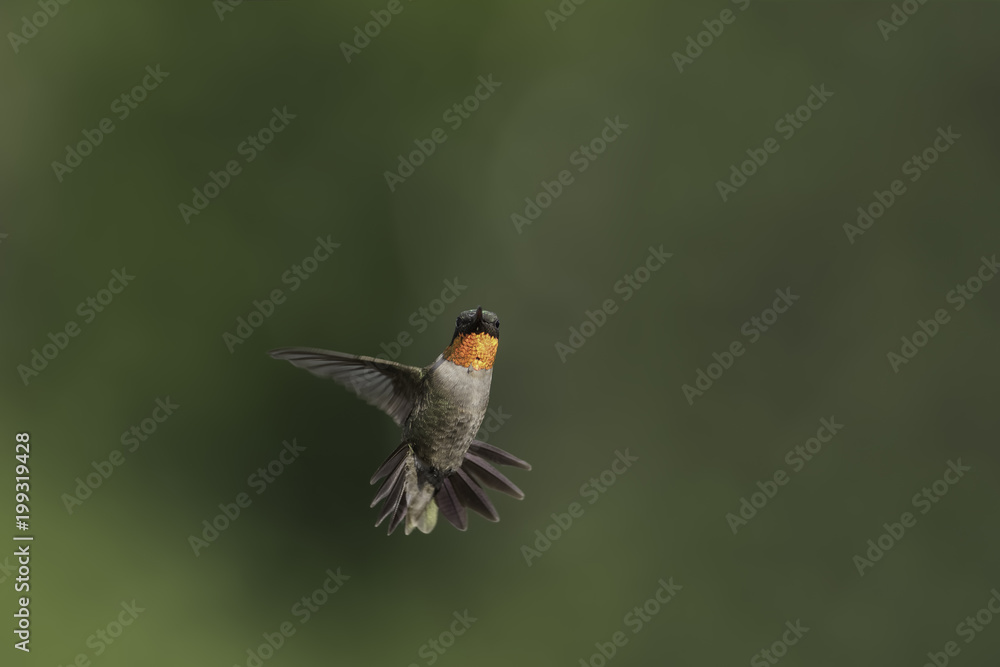 Fototapeta premium Little Bird in a Big Sky