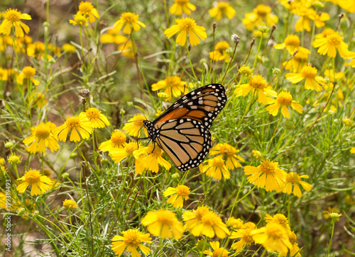 Migrating Monarch butterfly feeding on flowers in a field of bright yellow Sneezeweed