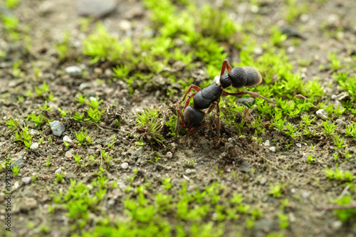 ant on the ground