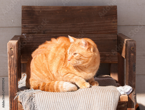 Ginger tabby cat sitting on a wooden chair in a sunny spot outdoors in winter, soaking up the warmth of the sun