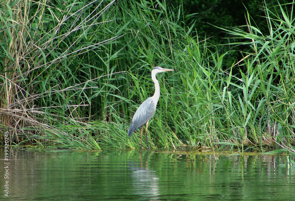 Fototapeta premium White heron on the lake
