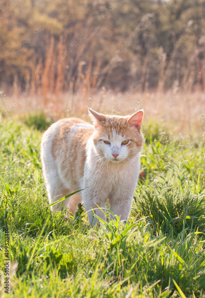 Spotted white and ginger stray cat in spring grass, back lit by late afternoon sun