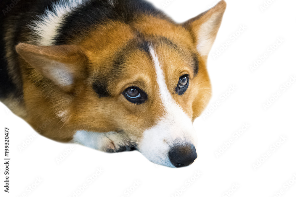 Pembroke Welsh Corgi isolate on white background,front view , technical cost-up.Clipping path