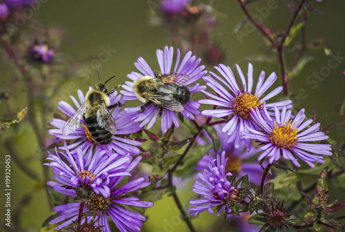 Bees on Aster Flowers