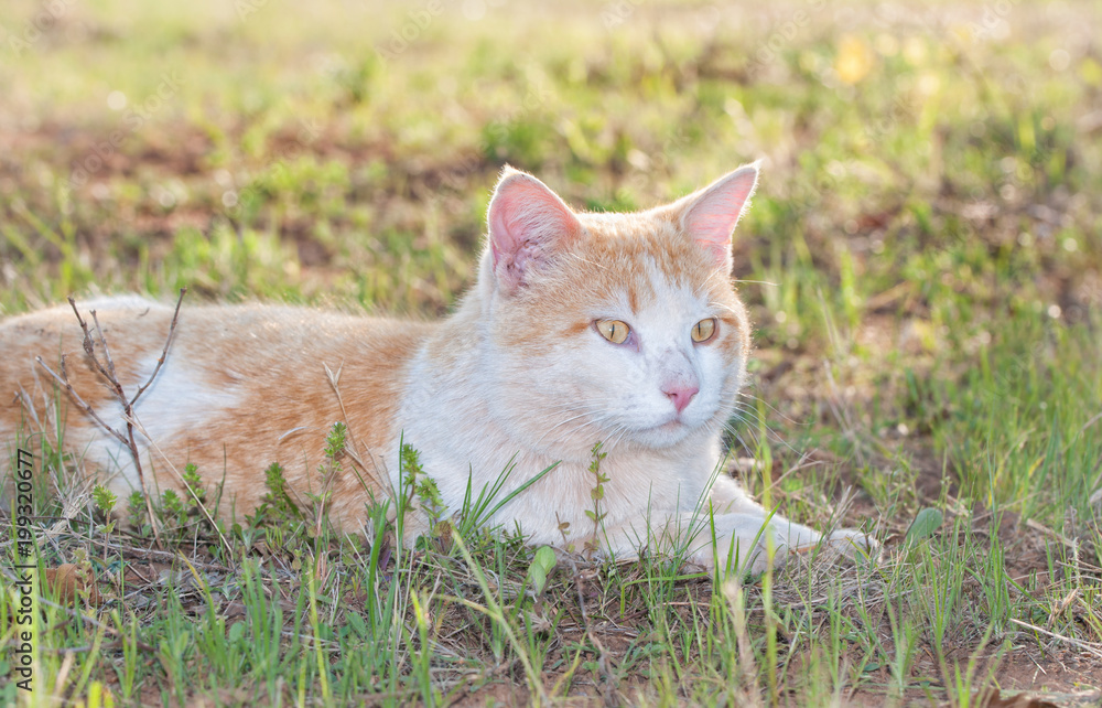 White and ginger tomcat lying in spring grass, looking to the right of the viewer, backlit by evening sun White and ginger tomcat lying in spring grass, looking to the right of the viewer, backlit by evening sun