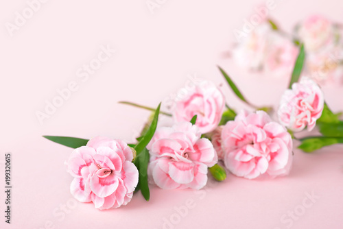 mothers day backgrounds, pink carnations on the pink background
