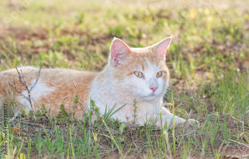 White and ginger tomcat lying in spring grass, looking to the right of the viewer, backlit by evening sun © pimmimemom