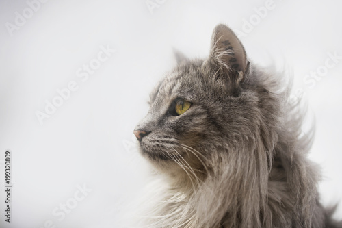 Norwegian forest cat