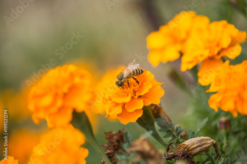Bee on Tagete