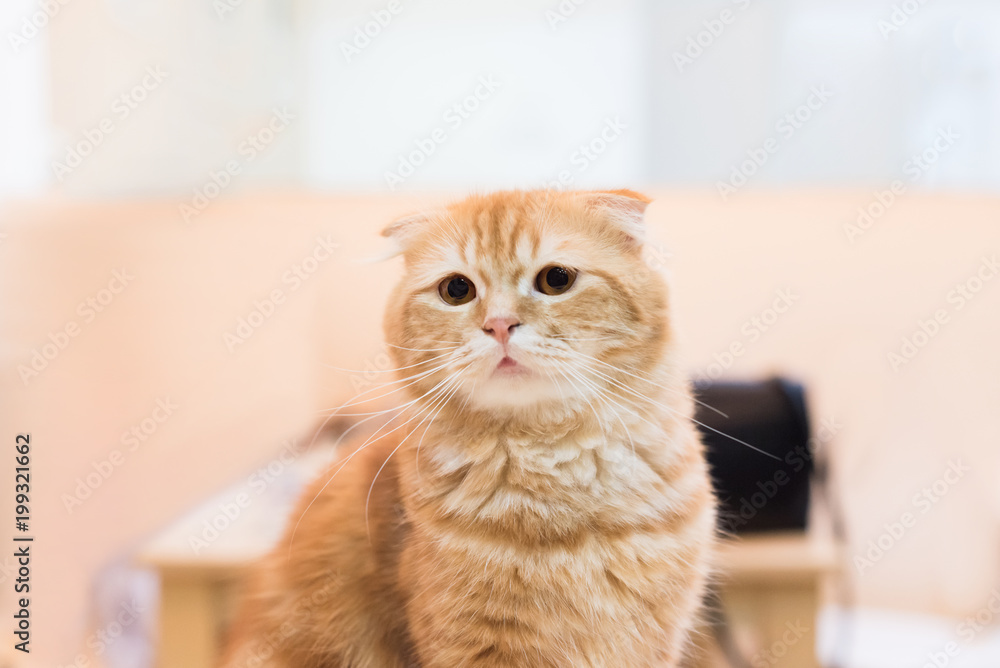 Orange scottish fold cat in selective focus.