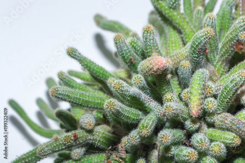 Cactus