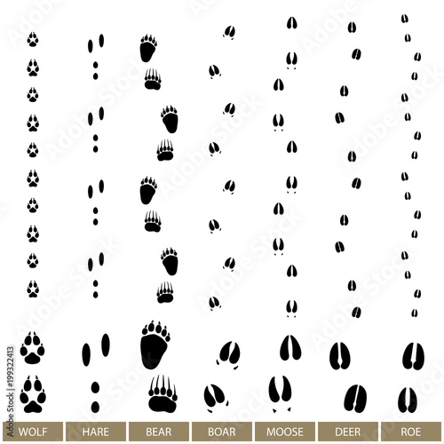 Traces of Forest Animals, Animal Track, Vector Illustration