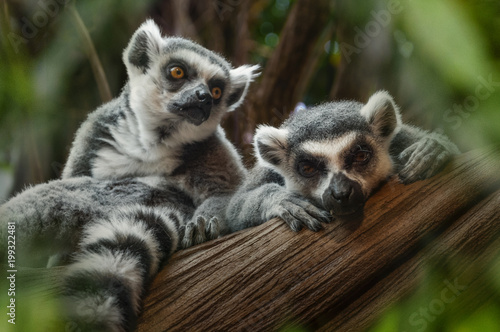Zwei Lemuren langweilen sich auf einem Ast