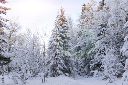 winter forest in the sun. nature. landscape. © gerasimov174