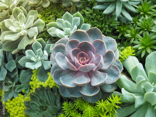 Colorful variety of Crassulaceae or Echeveria growth up in the grass house. Cactus succulent plant photo