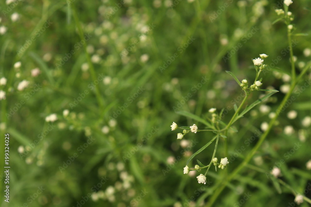 white flower white flower