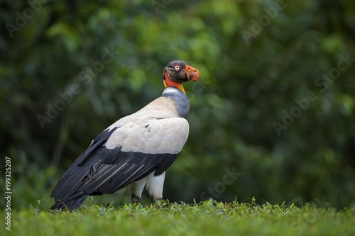 King Vulture - Sarcoramphus papa, beatiful large vulture from Central America forests. © David