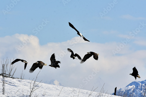 An aerie of eagles