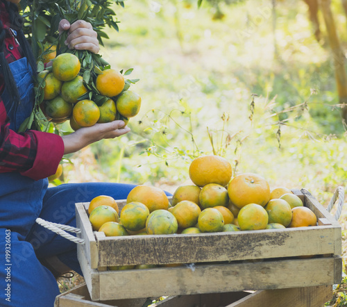 Fresh Orange placed on hand in the garden photo