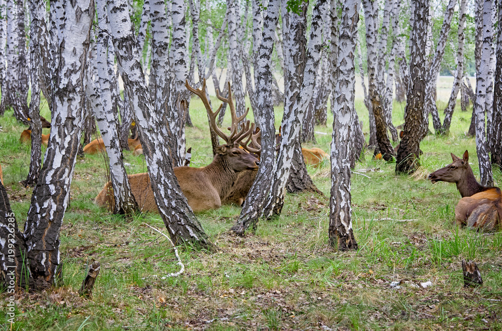 On the farm for the breeding of deer in Siberia,Russia